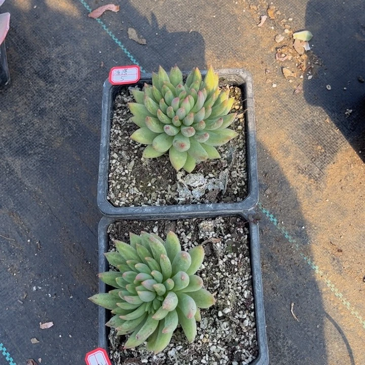 凉***薄岩字双头两颗颗了