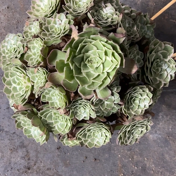 多肉植物万才灯锦……