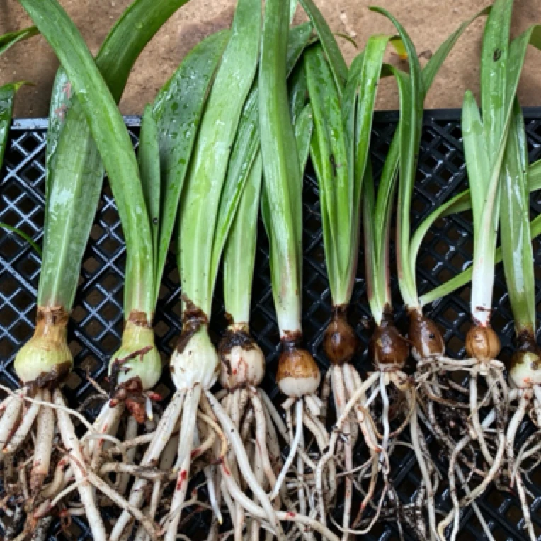 【朱顶红切球苗套餐】水彩画超级黛丝重瓣黑天鹅双梦珊瑚之星贵妇