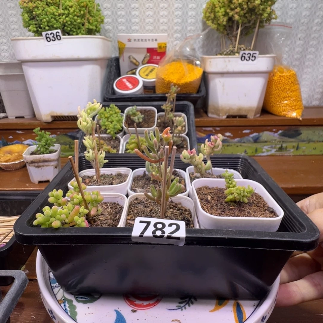 ʚ**ɞ枝干番杏多肉植物782