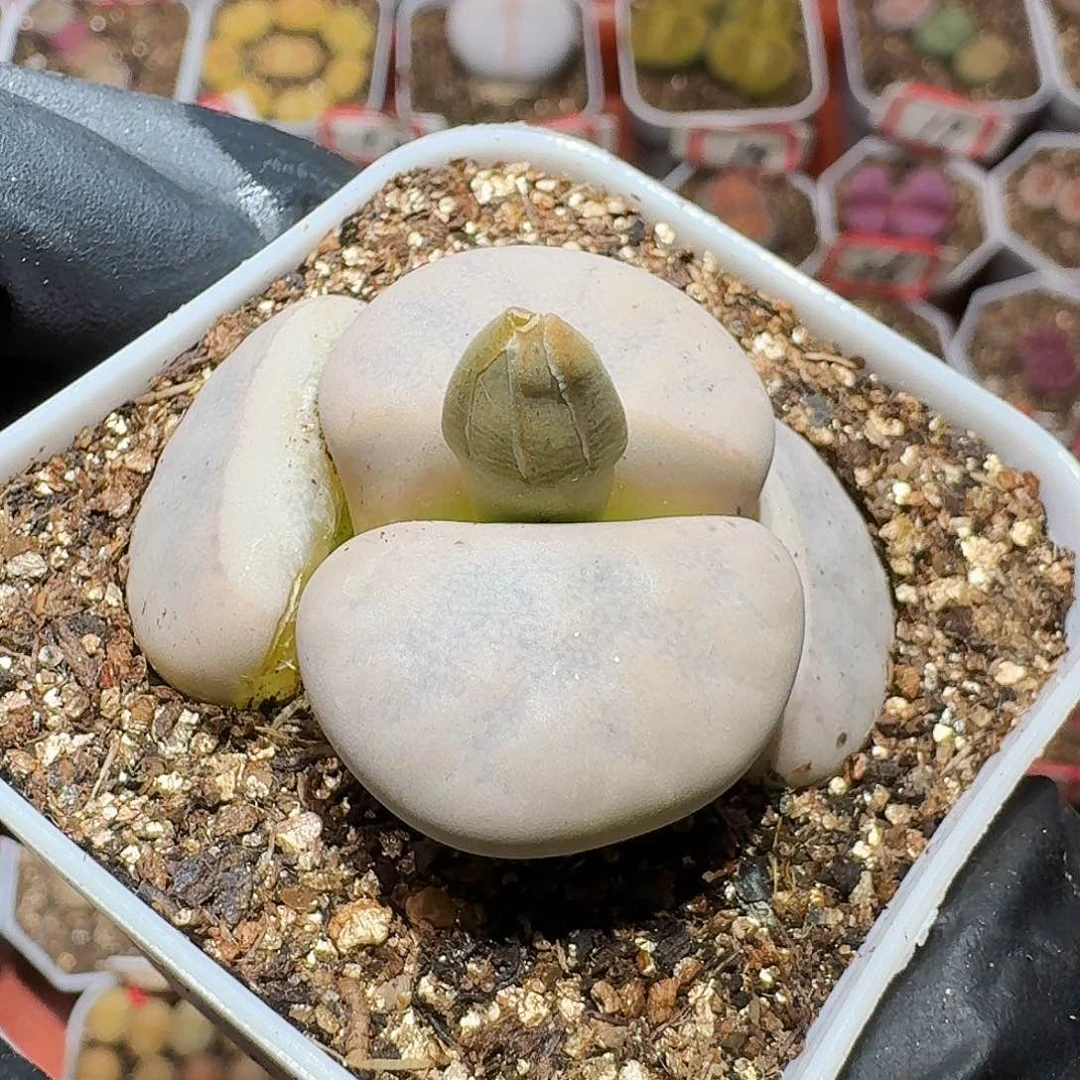 生石花等11111111。   108
