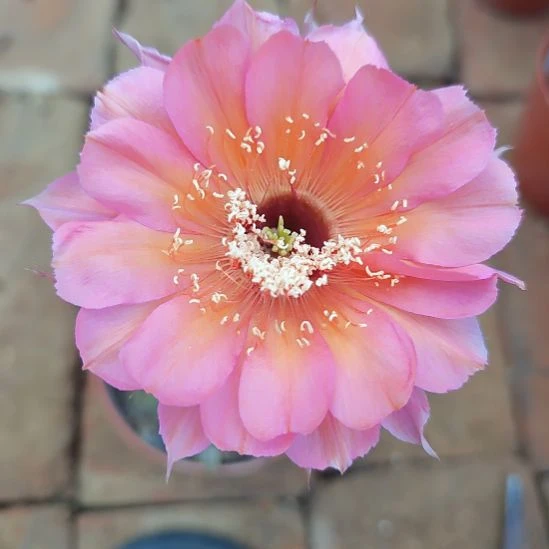 115号实生彩草，球小瑕疵一物一拍，脱土摘花发货，满20包邮