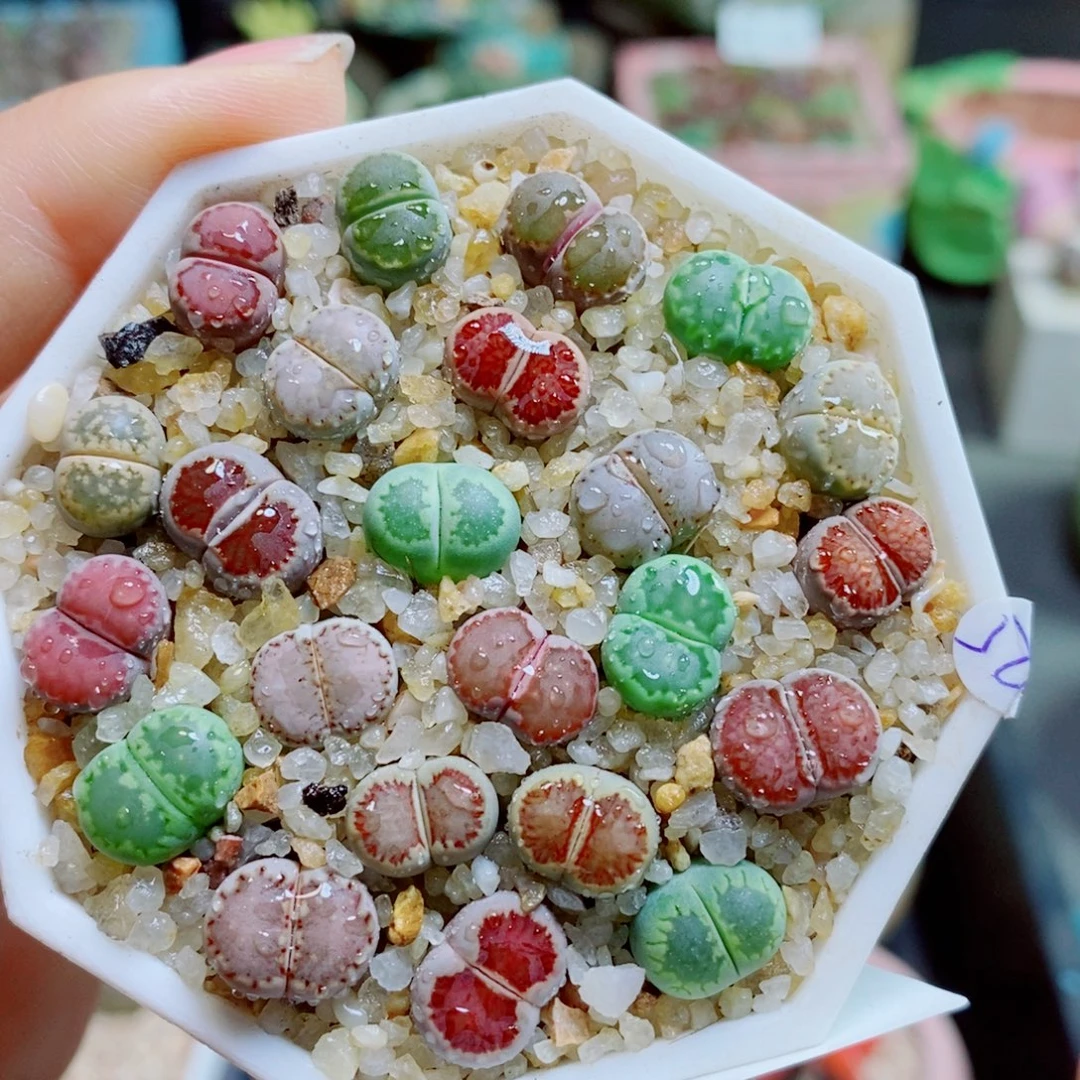 生石花花花花花花花花686