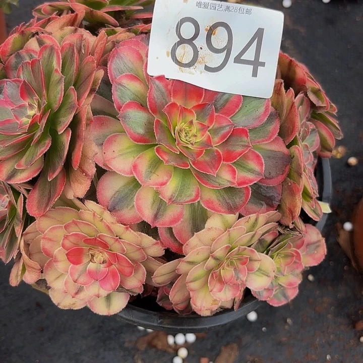 多肉植物福利894个