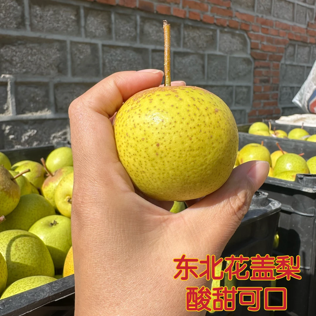 辽宁绥中老式花盖梨 老品种花梨 酸甜可口 当季水果 东北特产