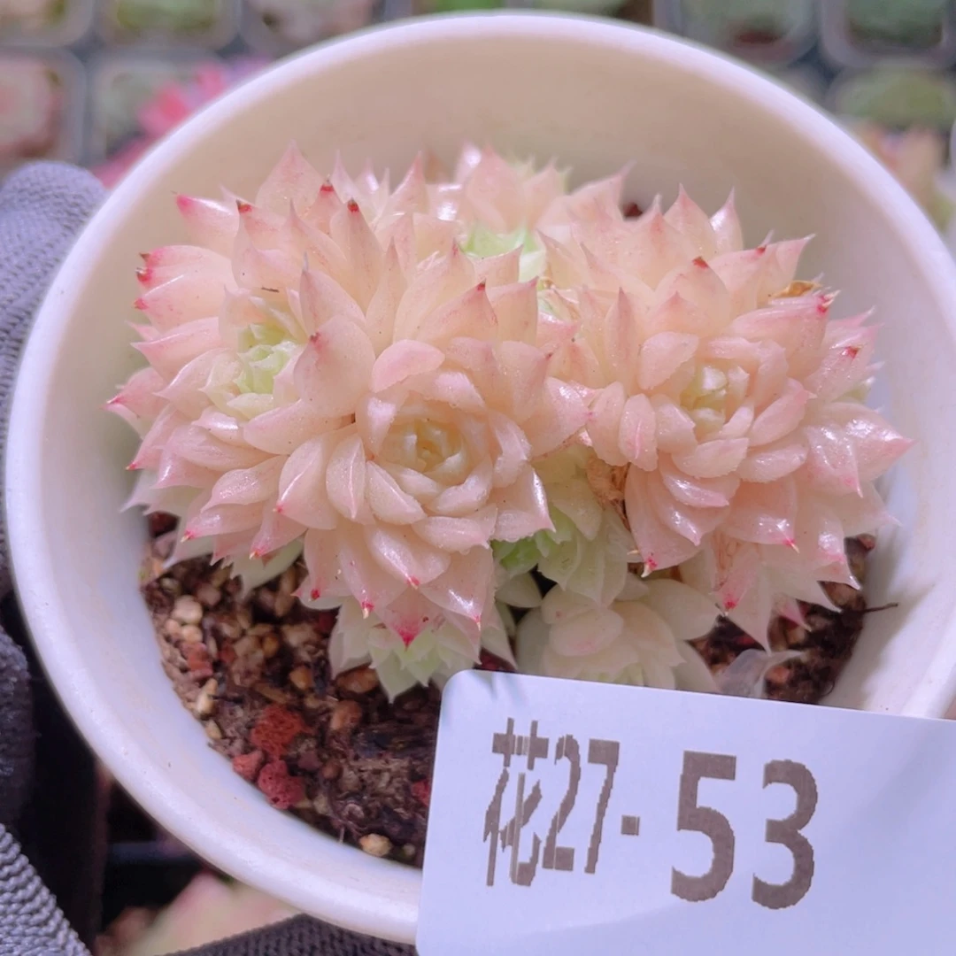 花利美27-53麦秆群