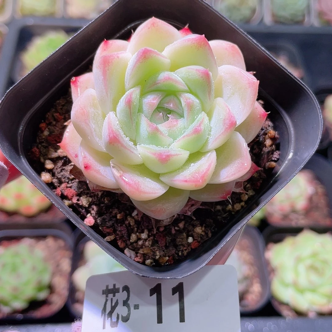 花利美3-11美瞳单头