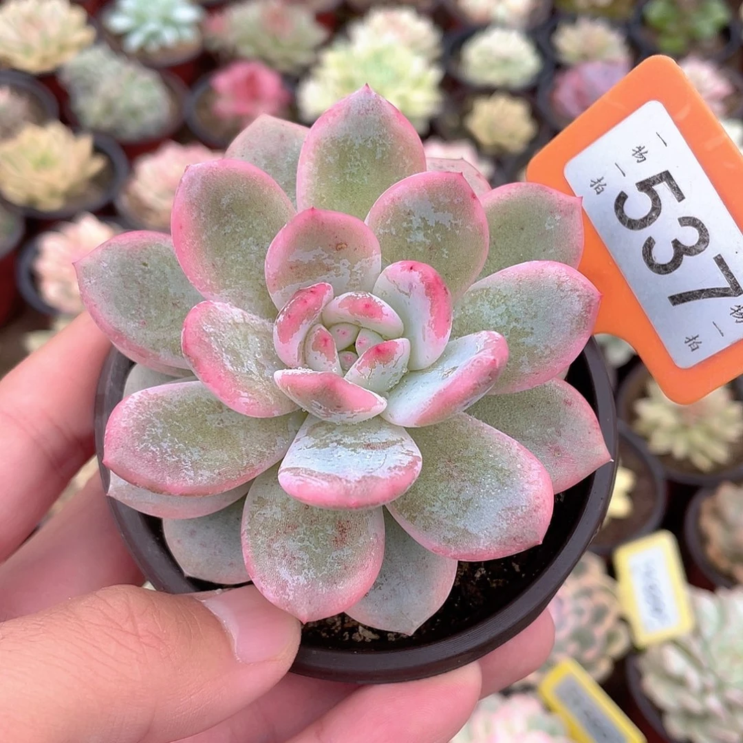 梦露锦537号多肉植物