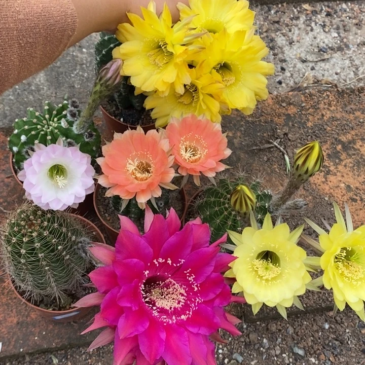 103脱土5颗摘花发货