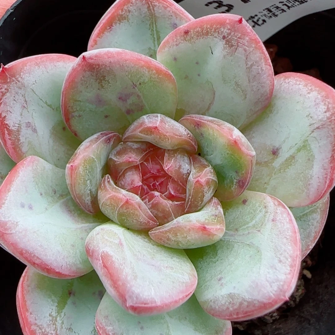 花语逸镜1007-370星星珍妮