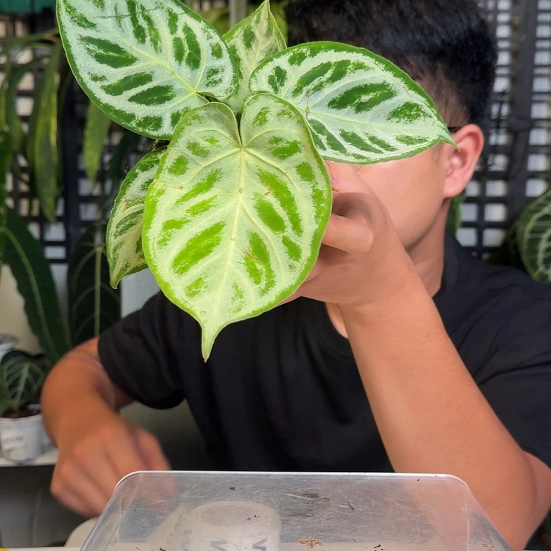 无花朵一物一拍V200