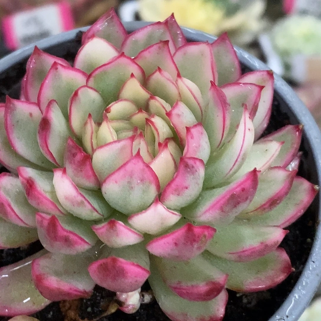 726梦幻玫瑰哈哈哈哈