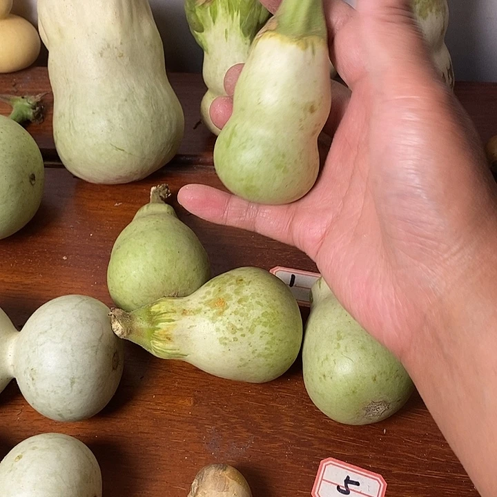 烀***的青皮葫芦小手把件