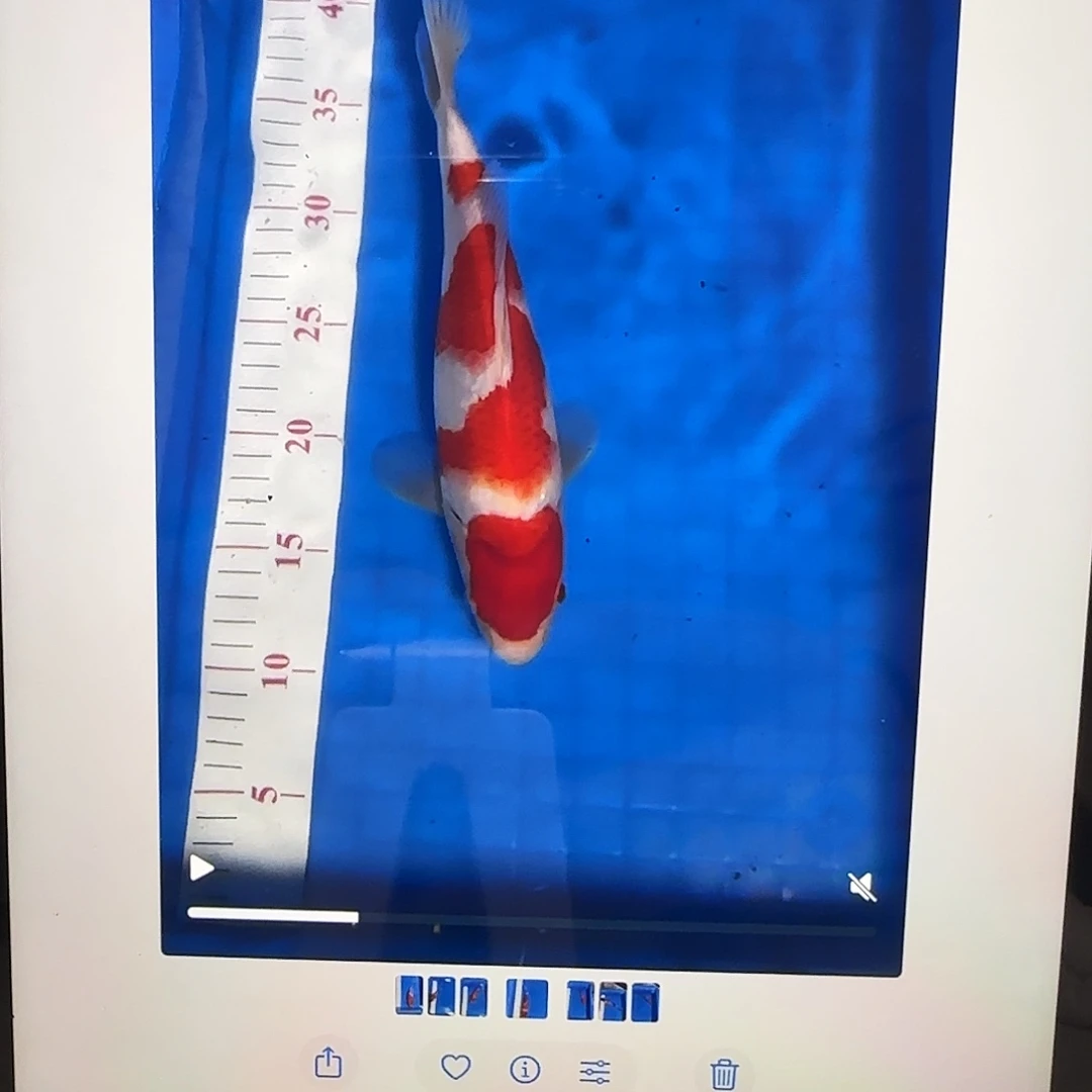 渔悦锦鲤四选滇红红白一尾