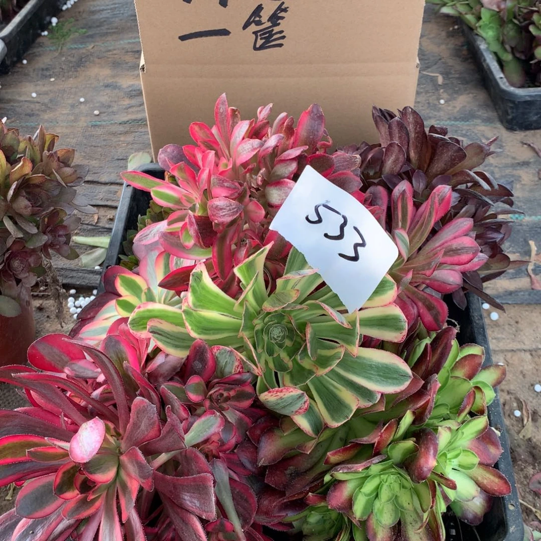 533多肉植物盆栽花卉