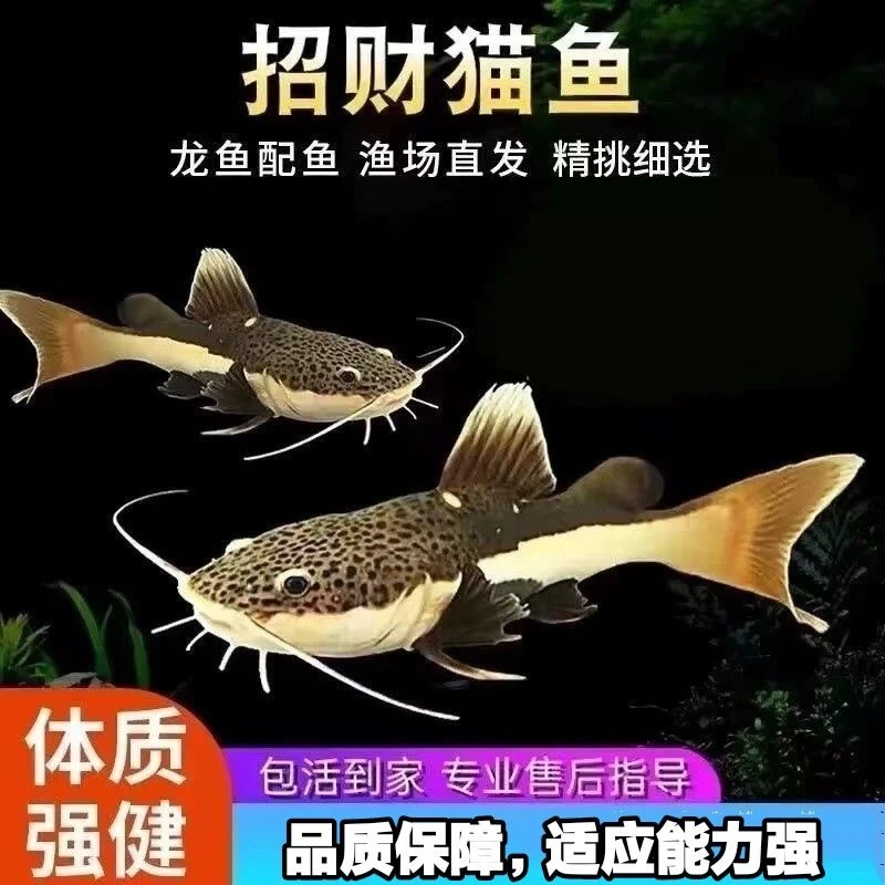招财猫鱼活体大型热带观赏鱼底层淡水猛鱼适合新手养殖