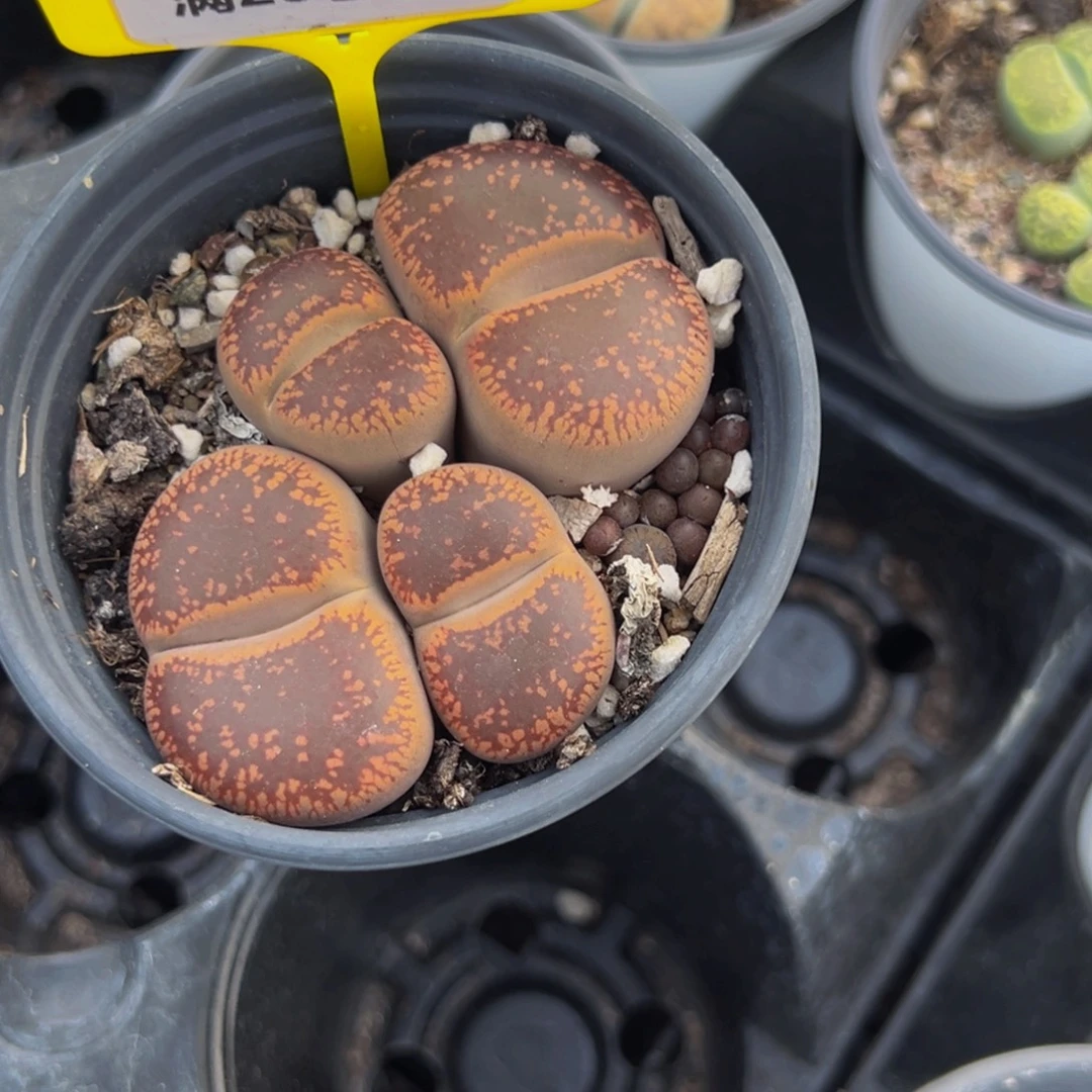 花****208 生石花大群生一物一拍