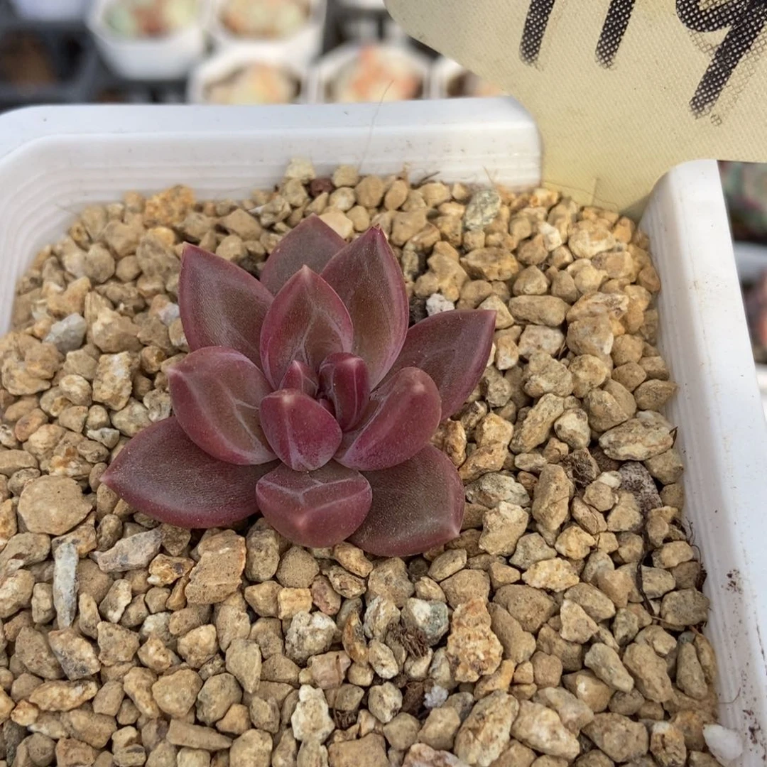 719迷雾泡泡多肉植物保护