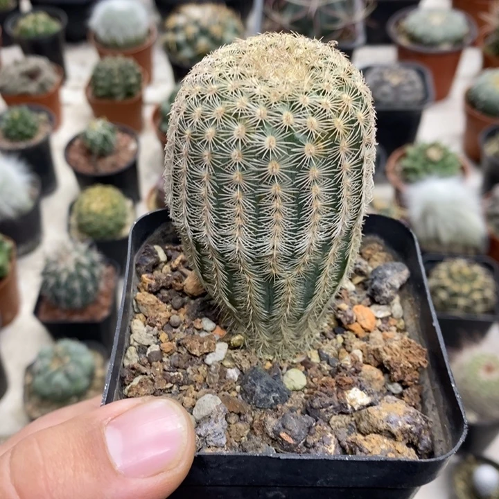 三光虾特价福利包邮