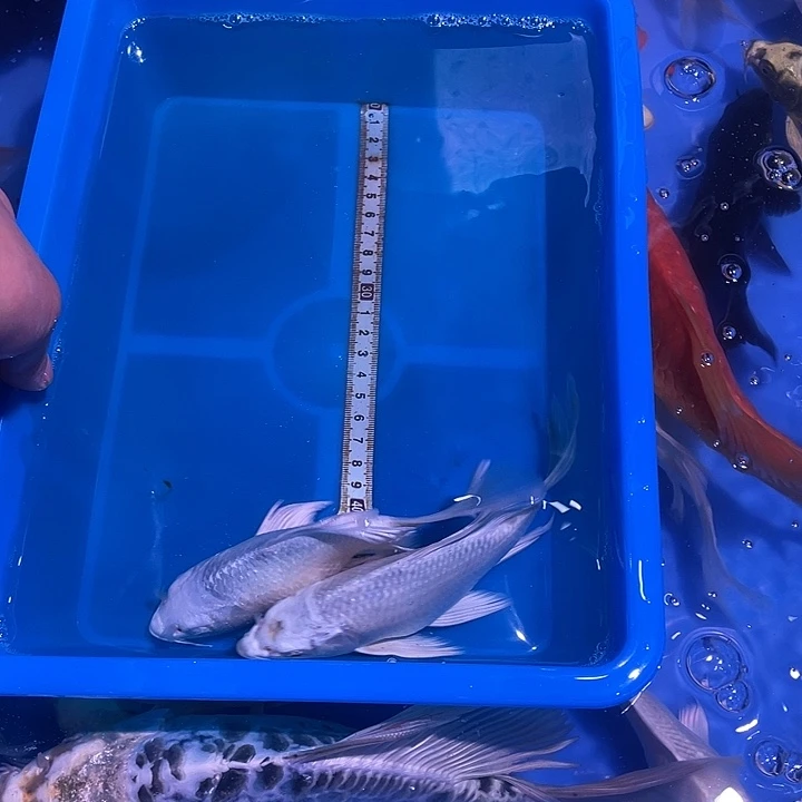 蝴蝶鲤鱼观赏鱼精品
