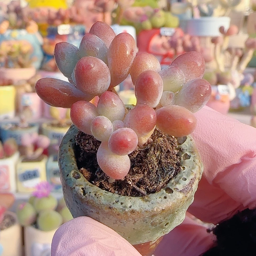 L 小樱花奶 盆口2.5cm