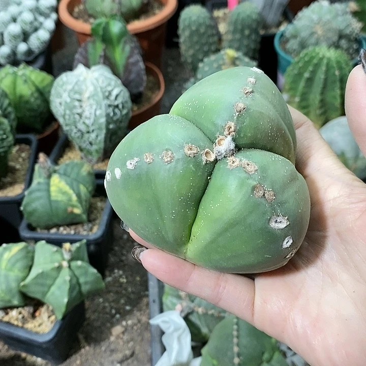 花花草草花花草草