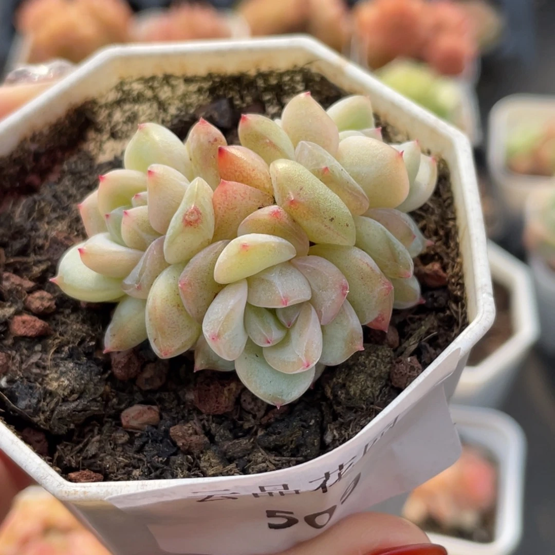 509号糖心冰心珍妮