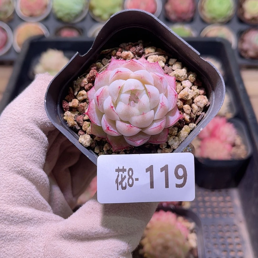 花利美8-119玫瑰仙子