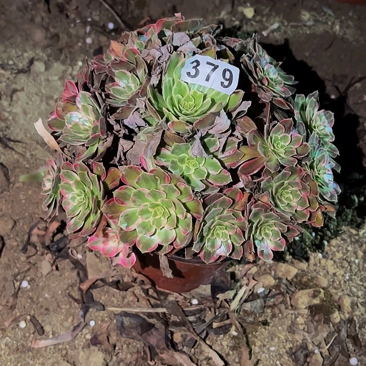 379水果糖多肉植物不售后
