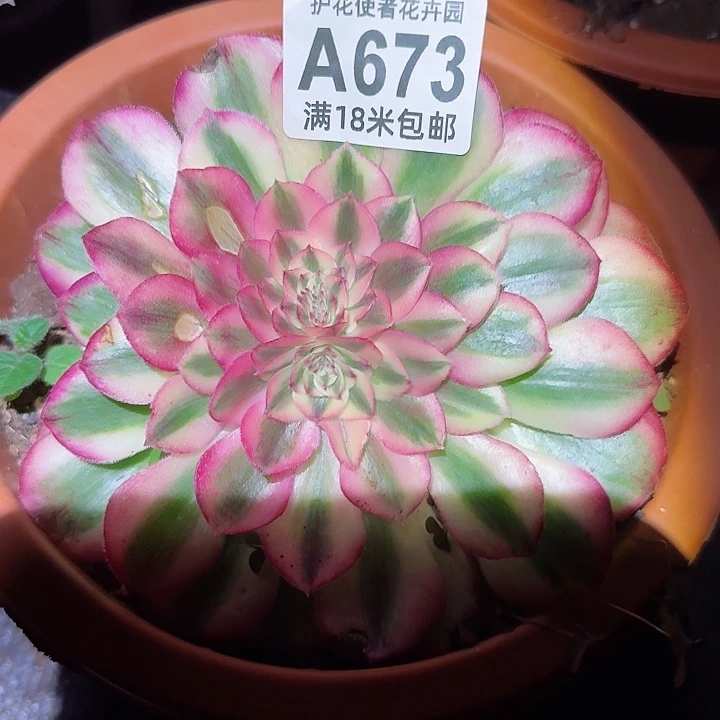 彩**y多肉法师淘宝福利