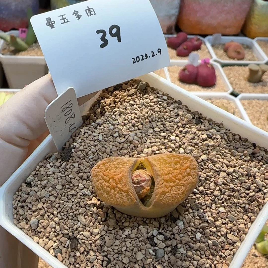 薇*多肉多肉多肉2.9-039