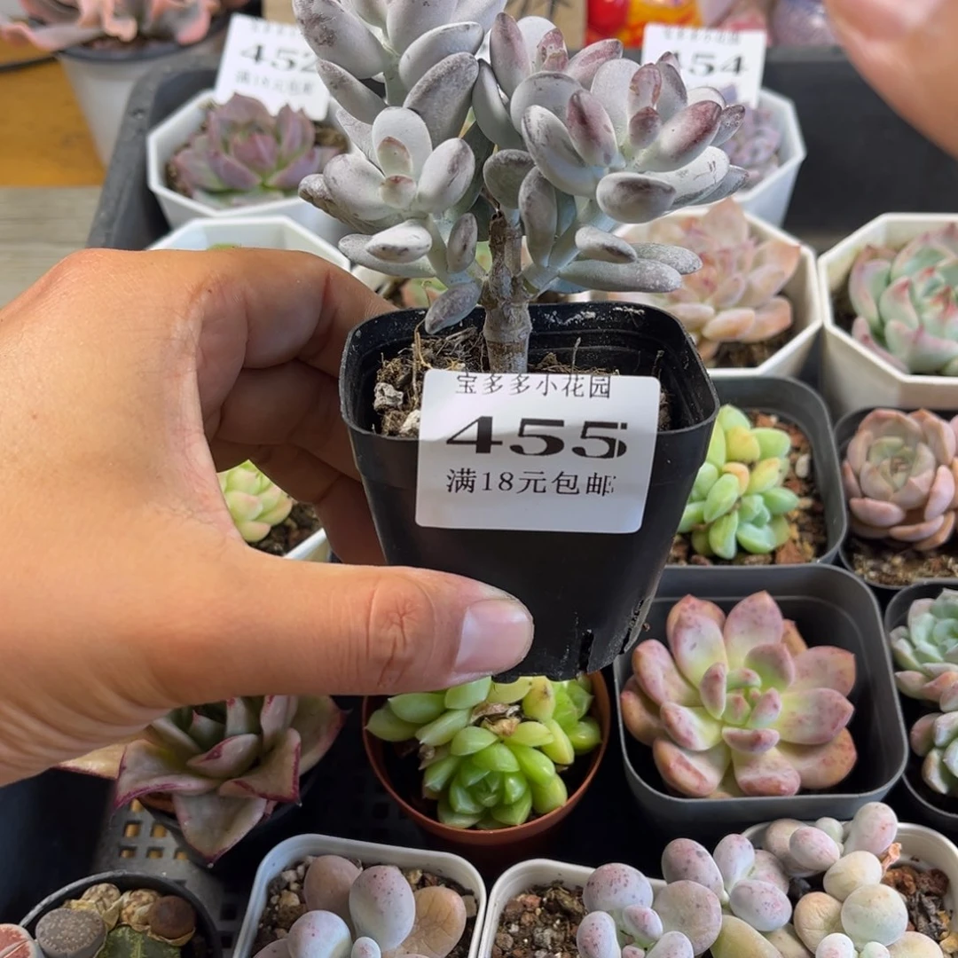 乒乓福娘群有砍一物一拍满18元包邮满26送一颗