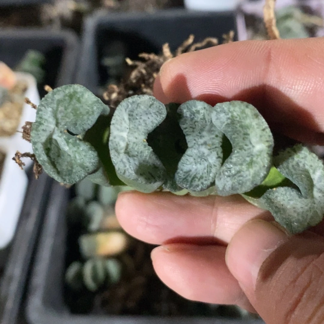 一颗实生牛逼玉扇。