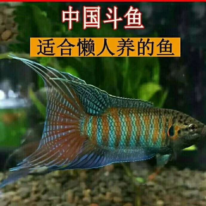 中国斗鱼普叉活鱼冷水淡水观赏鱼鱼苗耐养不打氧小型鱼好养活鱼