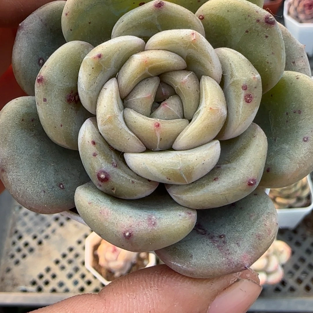 多肉小卡拉米糖心一物一拍