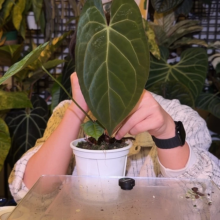 完全开放L157  绿丝绒杂paip