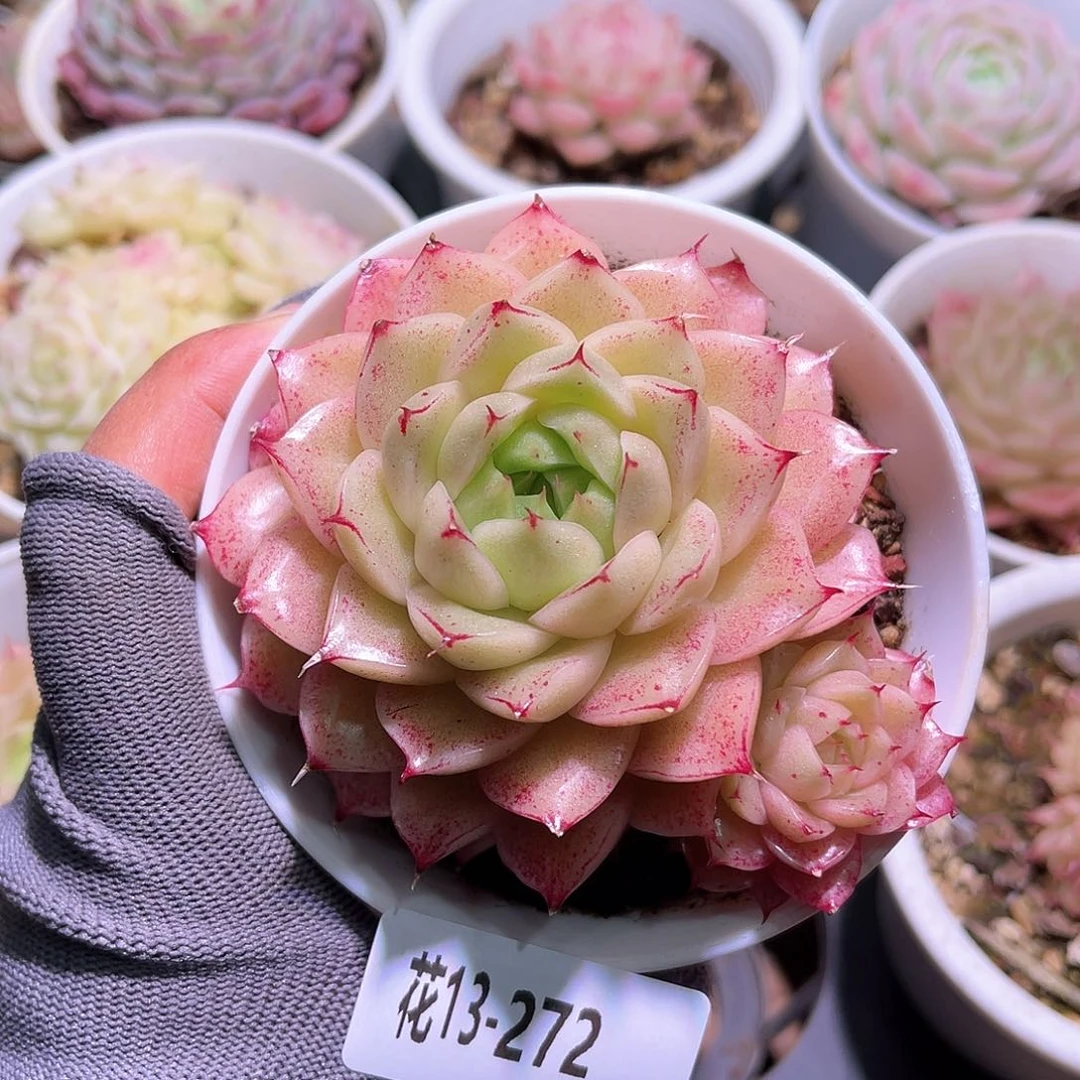 花13-272麦秆带仔