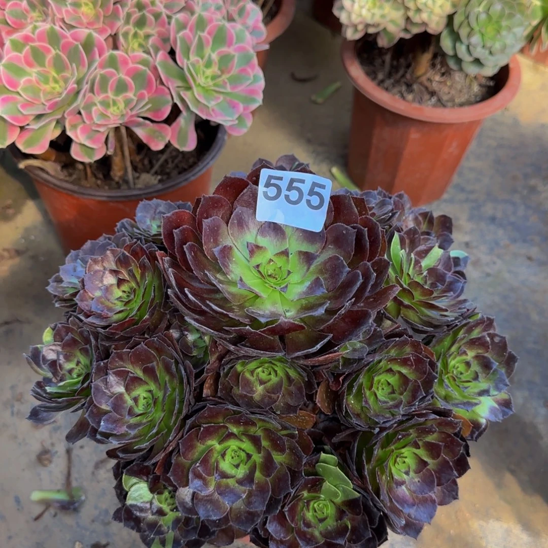 花花公子555