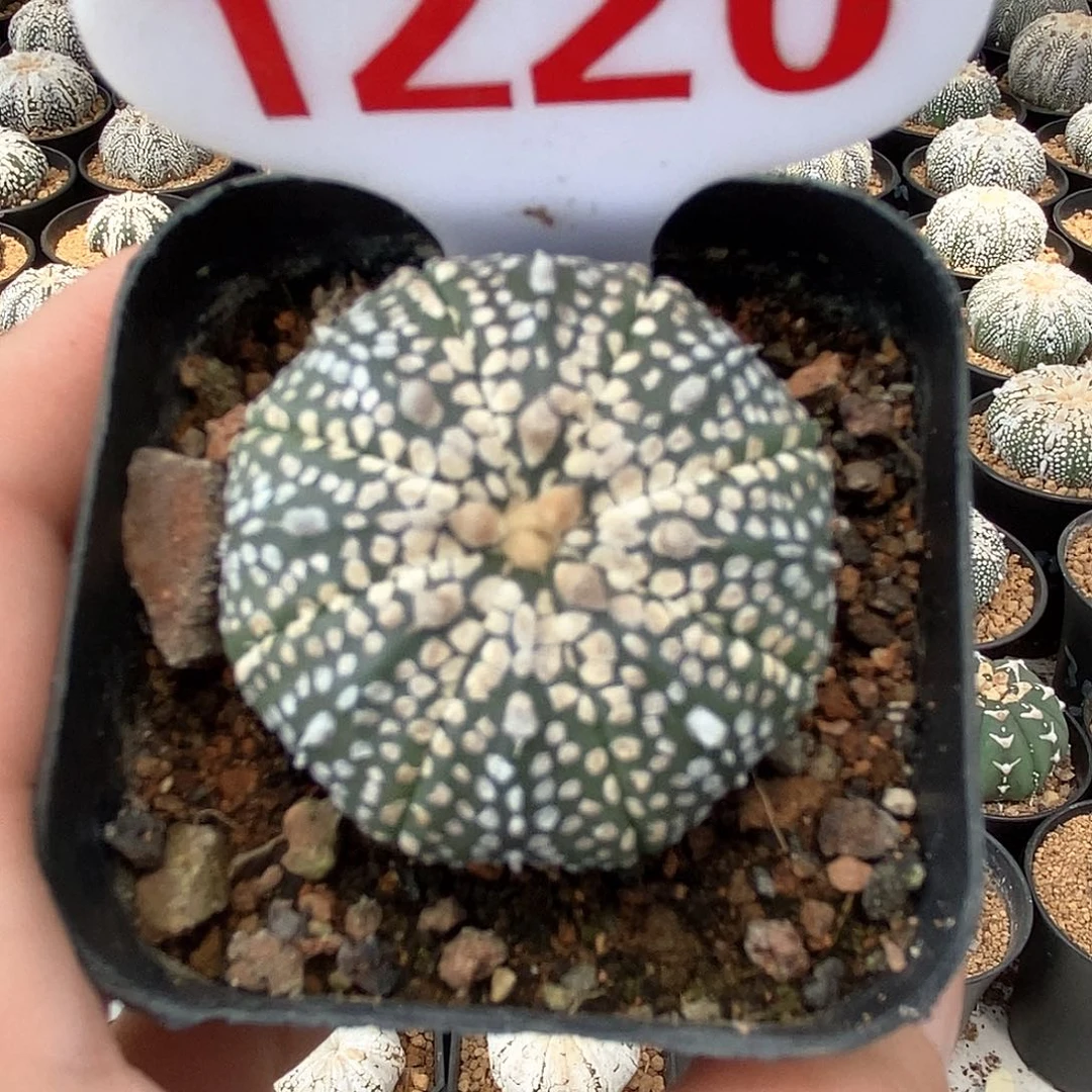 1220奇迹兜系列产品福利来咯