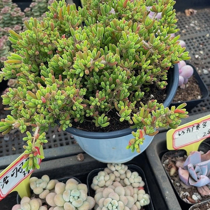 超大盆枝干带盆土