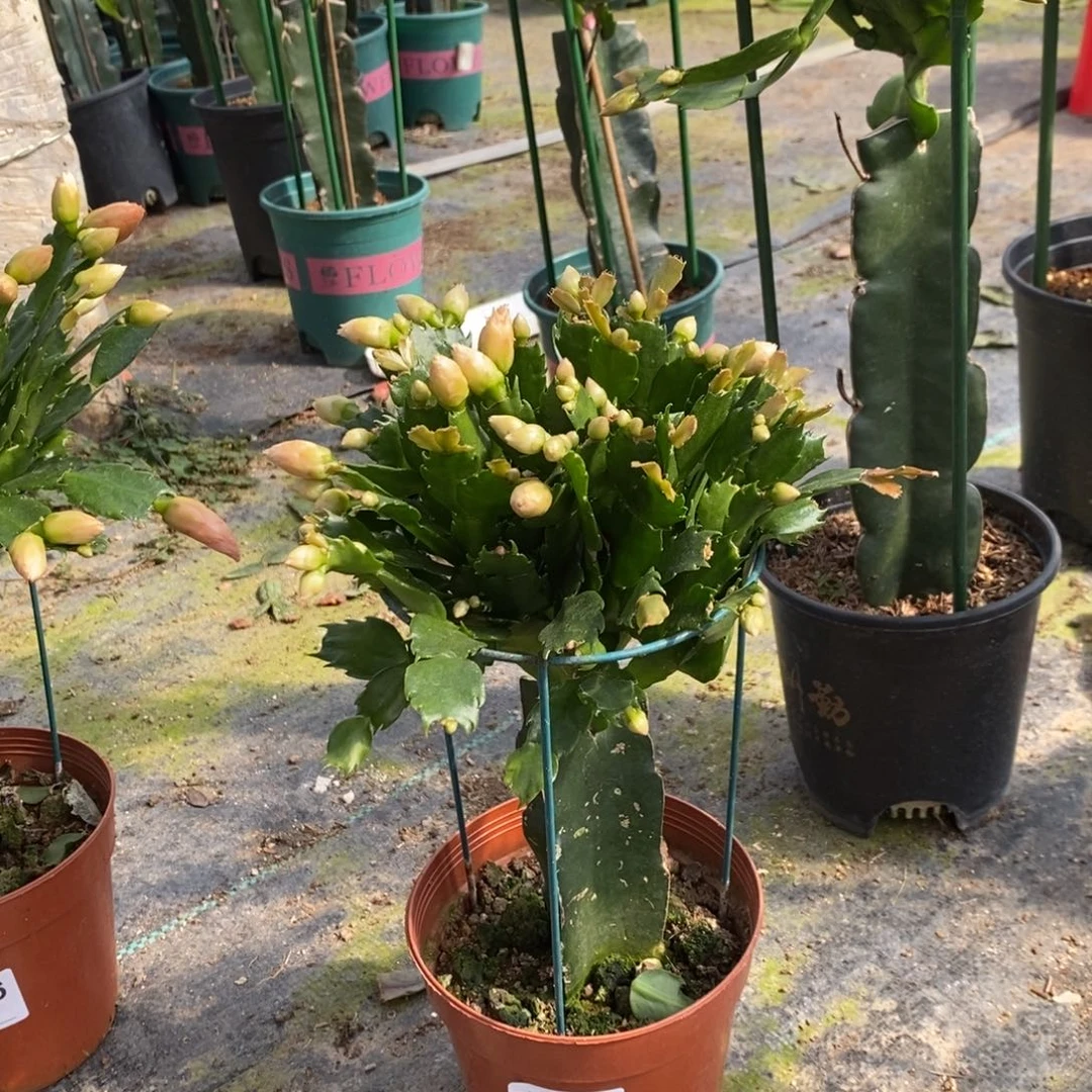 徐***哥完全开放378嫁接2321