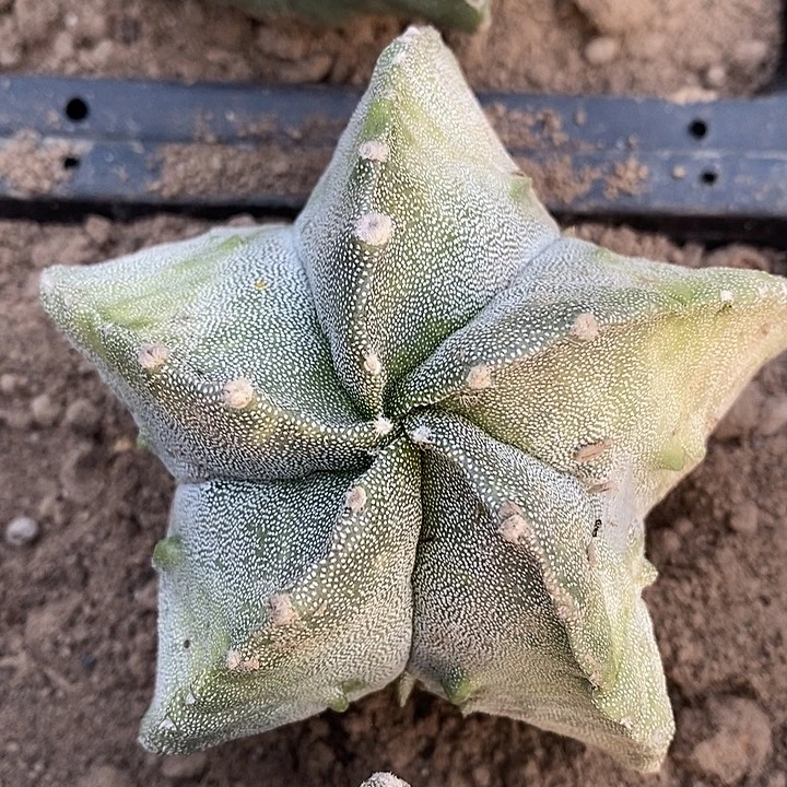 苗落无根黄体银纱鸾