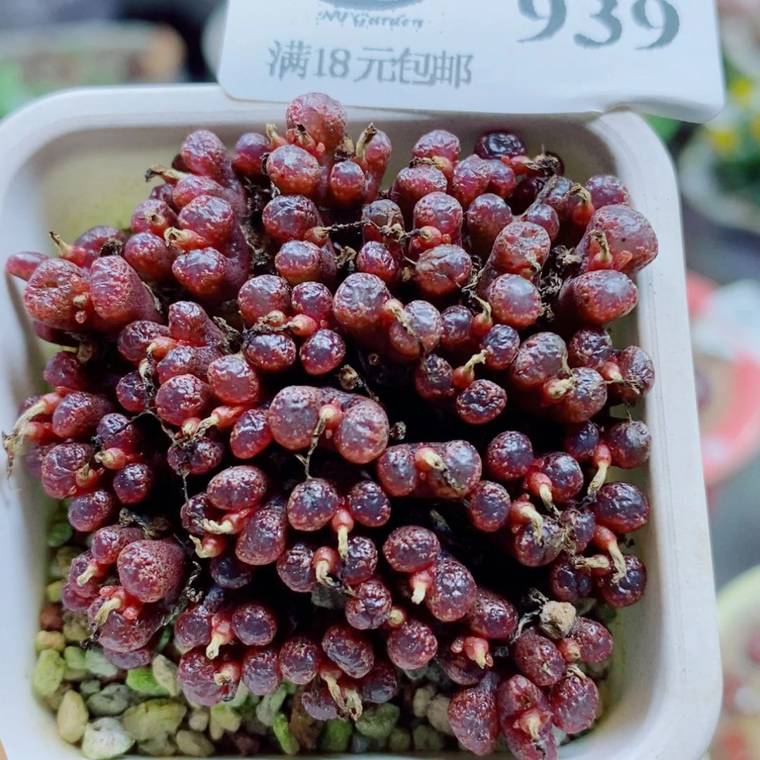 生石花花花花花花花939