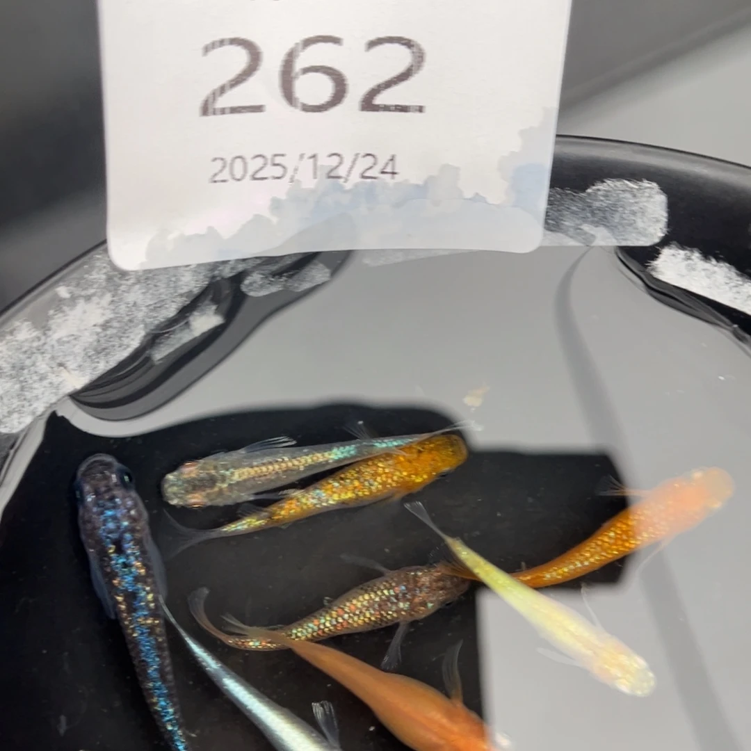 青鳉鱼262混搭10尾