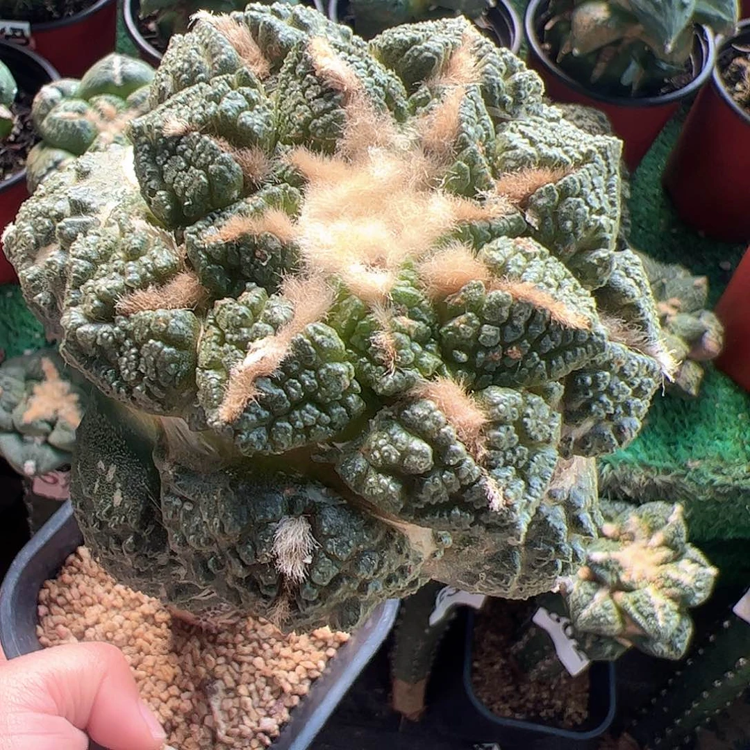 无花朵福利老龟甲牡丹810