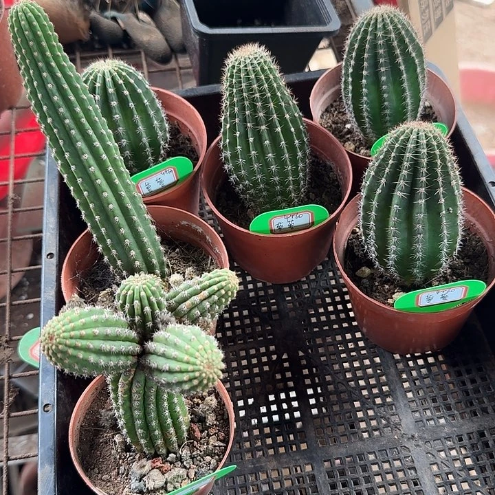 跟***虫蓉蓉4，金4两颗，一共六棵
