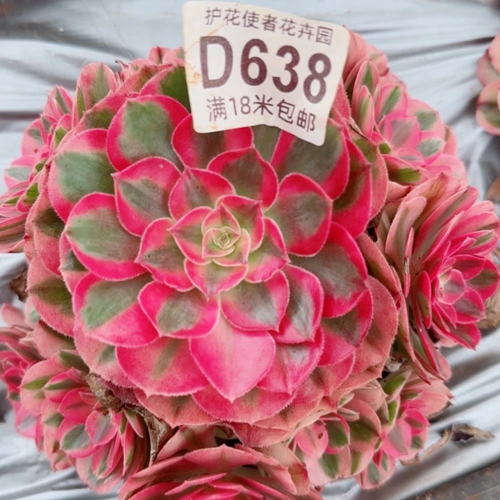 多肉法师倾城捧花
