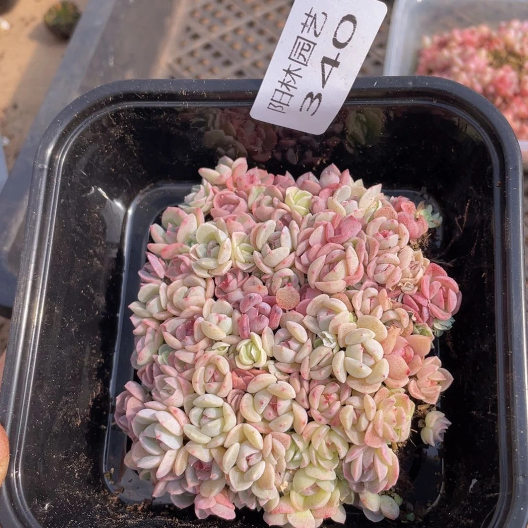 多肉植物多肉植物340