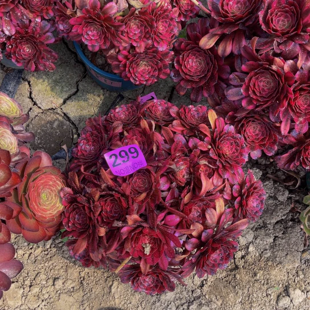 美姬法师朵朵5-49