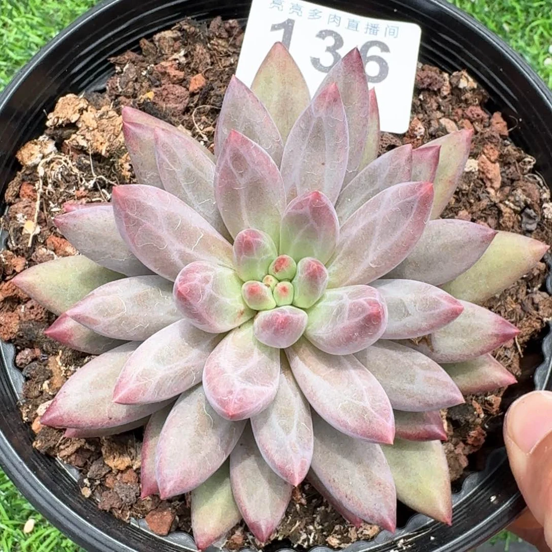 虞美人         多肉植物
